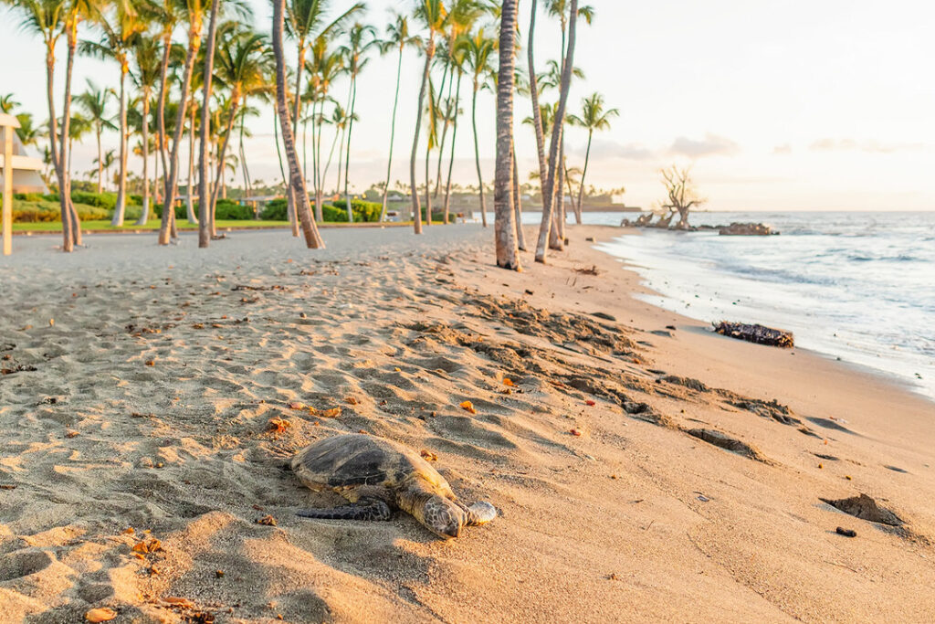 hawaiian sea turtle laying on the sandy mauna lani beach 